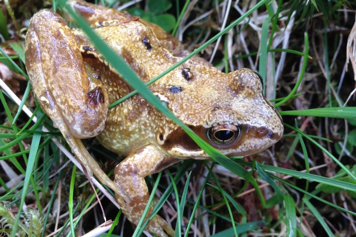 Llyffant Cyffredin (Rana Temporaria)