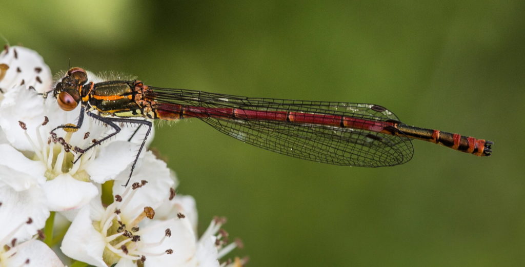 Mursen Fawr Goch (Pyrrhosoma Nymphula)