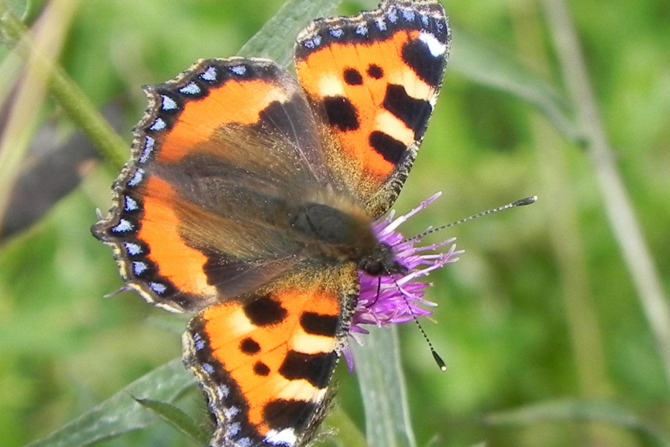 Trilliw Bach (Aglais Urticae)
