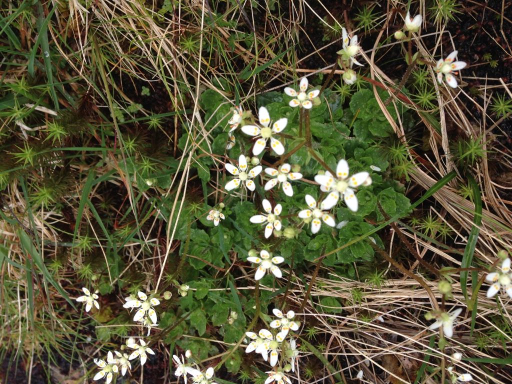  Tormaen serennog (Saxifraga stellaris)