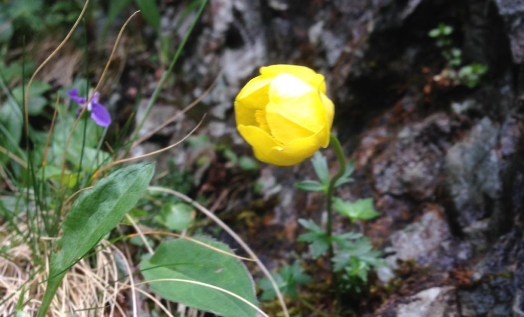 Cronnell (Trollius europaeus)