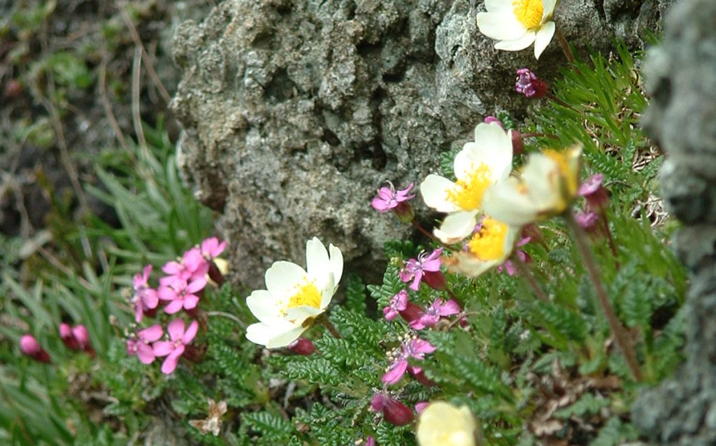 Derrig (blodyn gwyn) (Dryas octopetala)