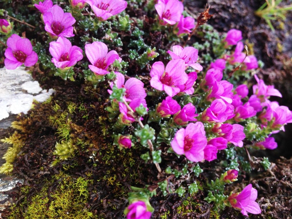 Tormaen gyferbynddail (Saxifraga oppositifolia)