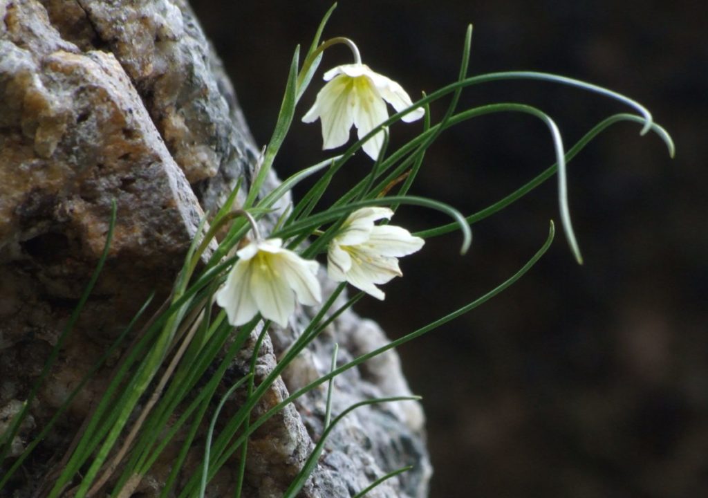 Brwynddail y mynydd, Lloydia serotina (Ar ôl y naturiaethwr Edward Llwyd) / Gagea serotina, Snowdon Lily