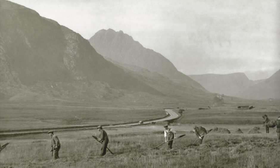 Cynaeafu Gwair tua 1950au