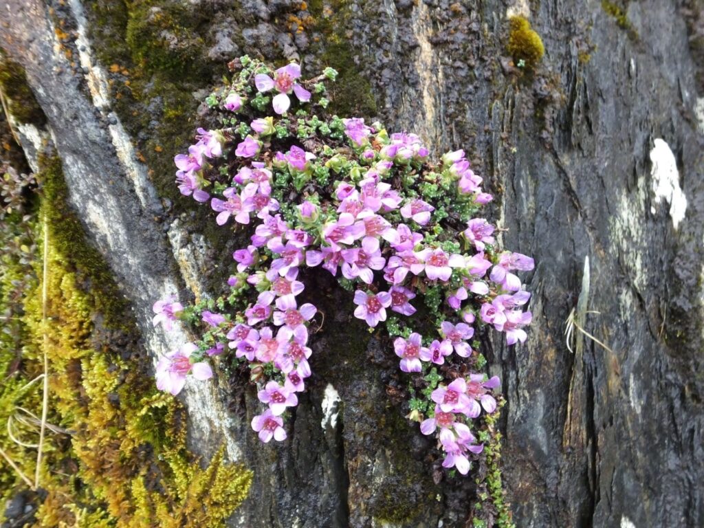 Tormaen Cyfrebynddail